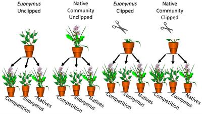 Simulated Herbivory Weakens Plant-Soil Feedbacks in Competitive Mixtures of Native and Invasive Woodland Plants